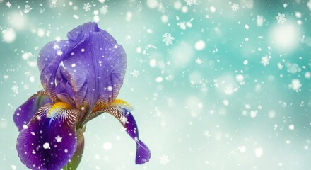 A vibrant purple iris flower against a soft, pastel blue background with snowflakes falling.