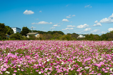 コスモス畑