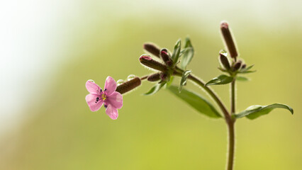 pink flower on a green background