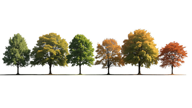Row of deciduous trees in seasonal transition, from lush green to golden yellow and bare branches, symbolizing biodiversity and natural cycle. transparent background.