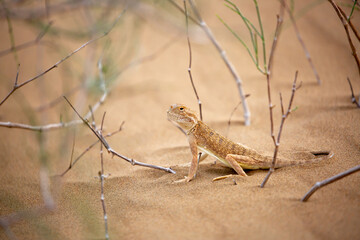 A steppe agama stands on desert sand. A lizard on the dunes. A close-up of an agama in the wild.