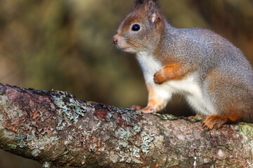 Fototapeta premium squirrel siting on the tree