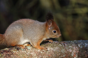 Fototapeta premium squirrel walking on a tree branch