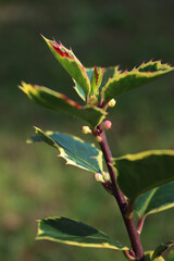 Close-up of Ilex aquifolium. Holly bush with green and yellow leaves and unripe green berries on autumn season