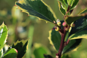 Fototapeta premium Close-up of Ilex aquifolium. Holly bush with green and yellow leaves and unripe green berries on autumn season