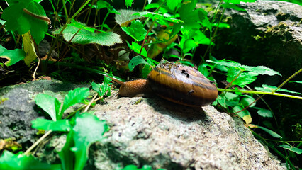 日本のかたつむり