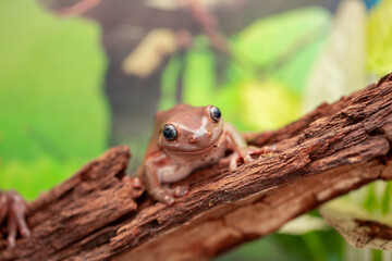 An Australian tree frog sits on the bark of a tree. The frog turns around and looks at the camera.