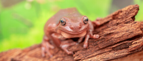 An Australian tree frog sits on the bark of a tree. The frog turns around and looks at the camera.