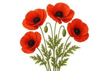 Obraz premium Red poppy flowers with buds and green leaves, a botanical illustration of papaver rhoeas on a transparent background