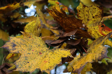 Maple trees with brown and yellow leaves  and many dry seeds on branches on autumn season. Acer platanoides
