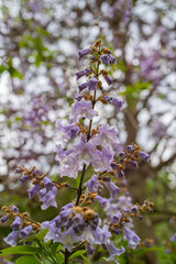 Close-up of blooming Paulownia tomentosa, also known as the empress tree, with delicate lavender trumpet-shaped flowers and fresh green leaves. Soft spring light and gentle bokeh in background
