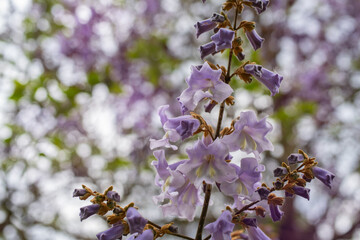 Close-up of blooming Paulownia tomentosa, also known as the empress tree, with delicate lavender trumpet-shaped flowers and fresh green leaves. Soft spring light and gentle bokeh in background