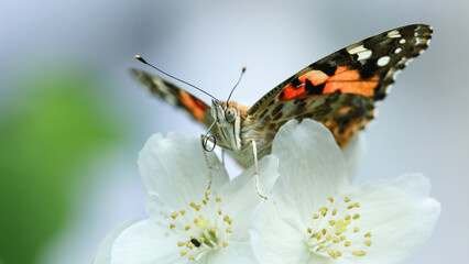 Painted lady butterfly on white flowers
