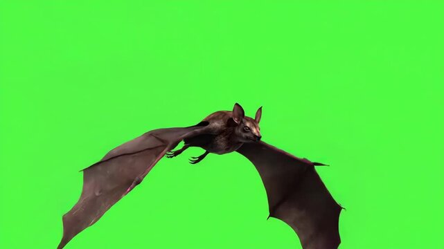 Bat in flight, green screen background, perfect for compositing, advertising, and design