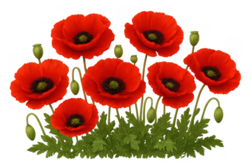 Red poppy flowers illustration with green leaves and buds, symbol of remembrance and commemoration, transparent background