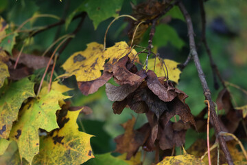 Maple trees with brown and yellow leaves  and many dry seeds on branches on autumn season. Acer platanoides