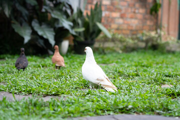 A white domestic pigeon (Columba livia domestica) stands on green grass, facing away. Two other pigeons are blurred in the background of the garden.