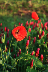 Fototapeta premium Close-up of Crimson clover field in bloom with many red poppies at dawn . Trifolium incarnatum field on springtime season