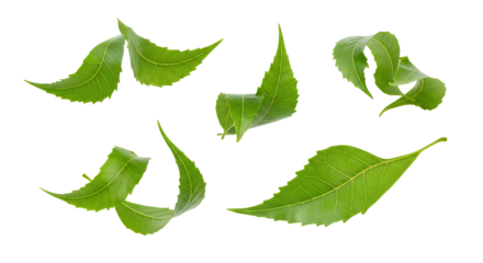 A detailed collection of fresh green leaves with serrated edges, dynamically curling and falling in the air, isolated on a white background