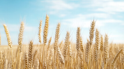 Fototapeta premium Golden wheat field under blue sky swaying gently in warm sunlight with soft clouds