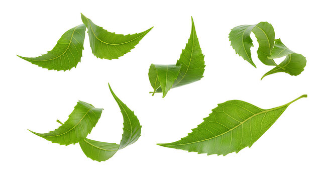A detailed collection of fresh green leaves with serrated edges, dynamically curling and falling in the air, isolated on a white background