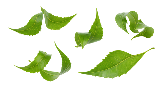 A detailed collection of fresh green leaves with serrated edges, dynamically curling and falling in the air, isolated on a white background