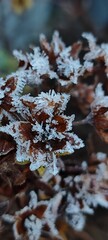 Close-up of frost-covered brown leaves and pine cones. The intricate frost patterns create a beautiful winter scene.