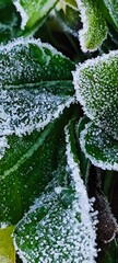 Frost-covered green leaves with a delicate layer of ice crystals. The scene captures the beauty of...