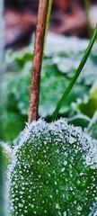 Close-up of a green leaf covered in frost. The leaf has a smooth texture with tiny ice crystals glistening in the light. Background features blurred greenery.