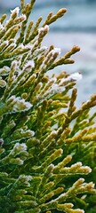 Close-up of green conifer branches with frost. The scene captures the intricate details of the needles and the icy coating, highlighting winter's beauty.
