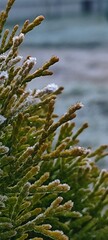 Frost-covered evergreen branches with a blurred background. The scene captures the beauty of winter in a natural setting.