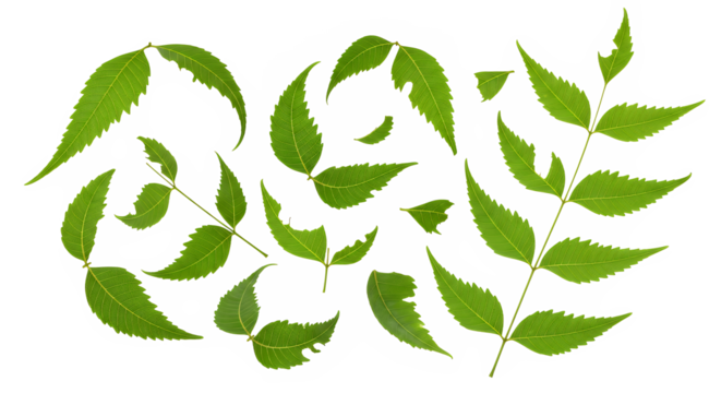 An assortment of vibrant green tree leaves, some showing natural imperfections and holes, arranged in a flat lay composition on a clean white surface - Powered by Adobe