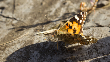 A paintbrush butterfly sits on the ground