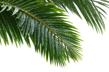 Palm leaf wet foliage rain water drop botanical fresh vibrant natural object