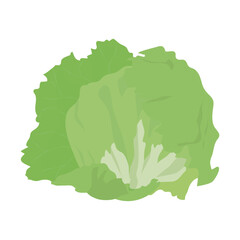 レタス　葉物野菜のイラスト素材