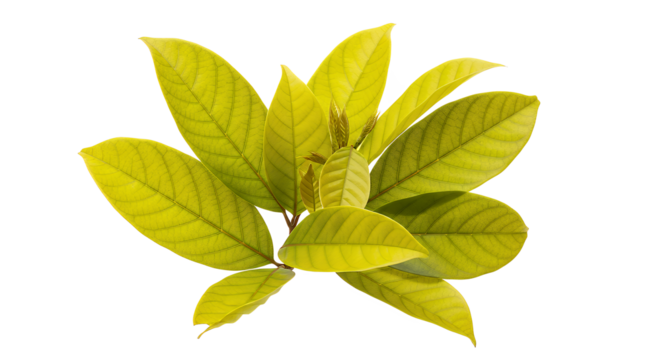A fresh sprig of new growth with vibrant yellow-green leaves isolated on a clean white background