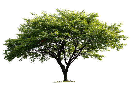 Deciduous tree with green leaves and detailed branches on transparent background