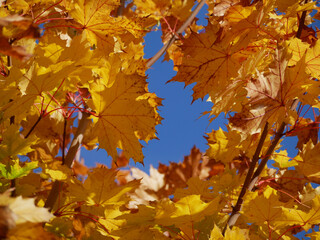 bright sunny yellow maple leaves durin indian summer with blue sky in background