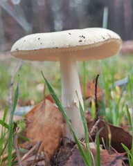 Macro mushroom in the forest