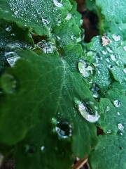 Macro photography of a green plant with dew on the leaves