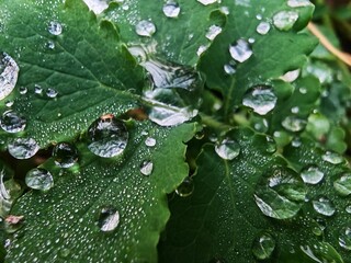 Macro photography of a green plant with dew on the leaves