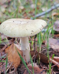 Macro mushroom in the forest