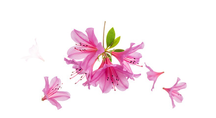Obraz premium Elegant spring bloom of a pink azalea with gracefully scattered petals suggesting gentle movement, isolated on a pure white background