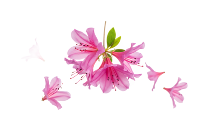 Elegant spring bloom of a pink azalea with gracefully scattered petals suggesting gentle movement, isolated on a pure white background