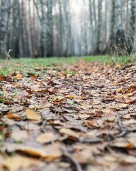 Autumn forest, foliage. Golden autumn.
