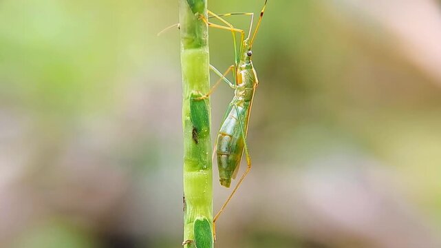 Rare Pregnant Grasshopper Macro Slow Motion Visual Biology Insect Coreidae 4K