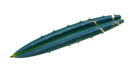 Vibrant green dragon fruit cactus stem cutting. Distinct segmented structure with sharp spines, isolated on white. Ideal for botanical studies, gardening, or cultivation