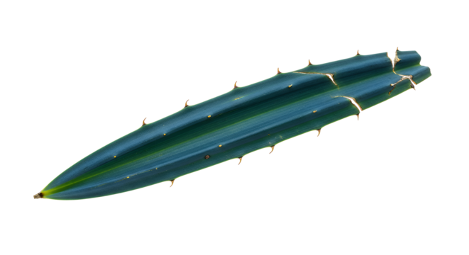 Vibrant green dragon fruit cactus stem cutting. Distinct segmented structure with sharp spines, isolated on white. Ideal for botanical studies, gardening, or cultivation