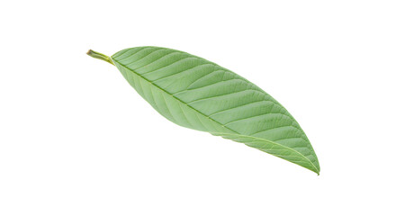 Obraz premium A single green leaf with prominent veins, isolated on a white background, showcasing its natural texture and detailed structure