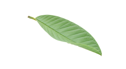 A single green leaf with prominent veins, isolated on a white background, showcasing its natural texture and detailed structure